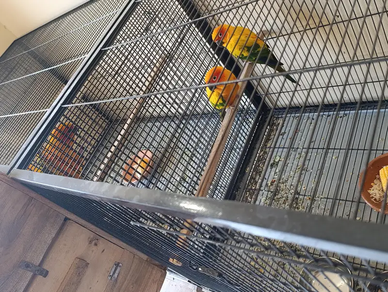 Breeder Pair — photo 2