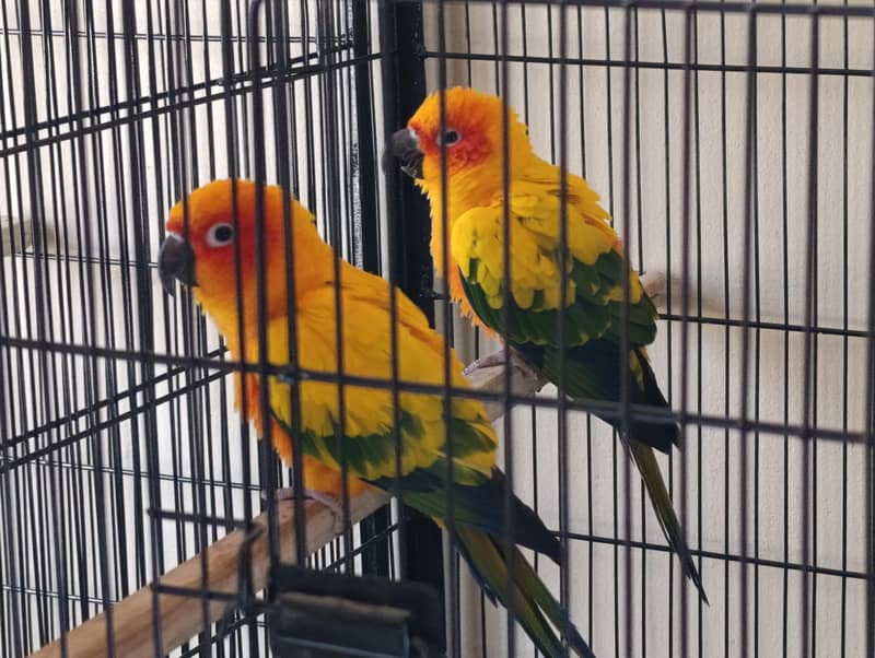 Breeder Pair 2