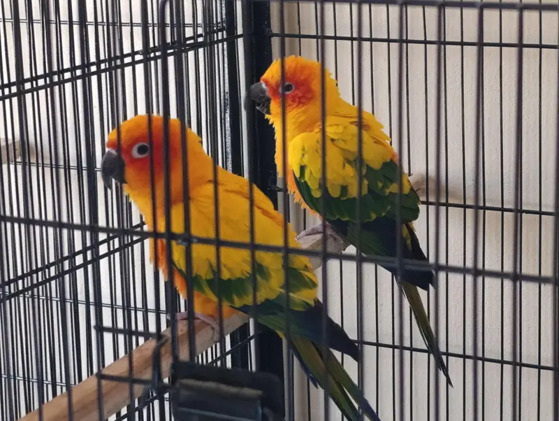 Breeder Pair — photo 3
