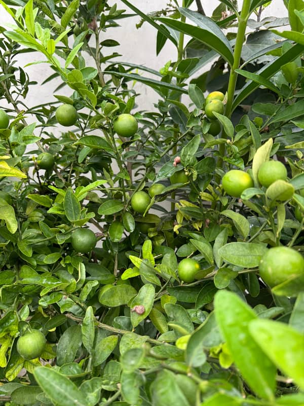 L block 7 Marla good location plot for sale Near to Masjid 10