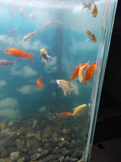 koi carp, tin fol,shiping king