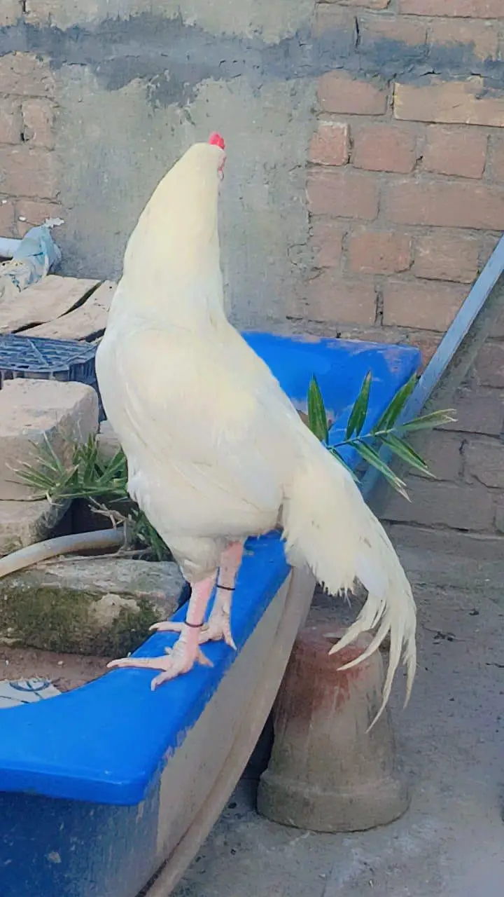 Hira Aseel Chicks (Paper White) — photo 2