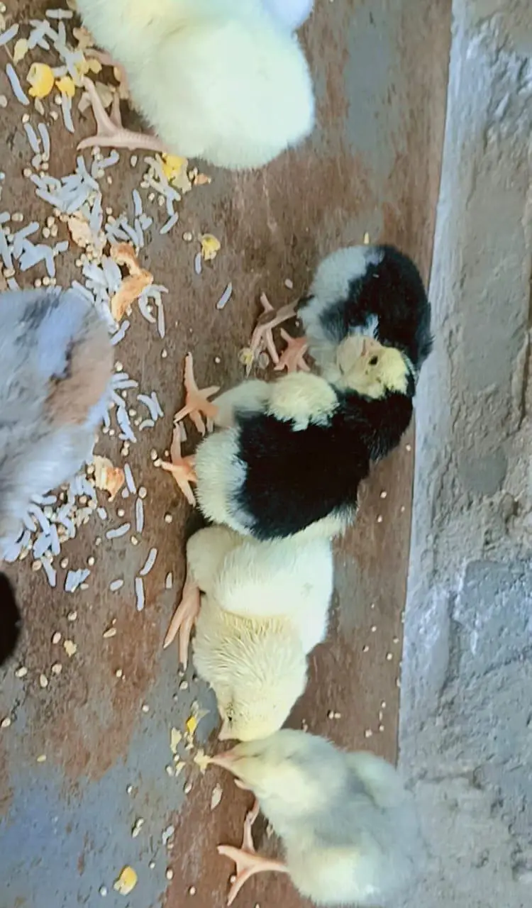 Hira Aseel Chicks (Paper White) — photo 5