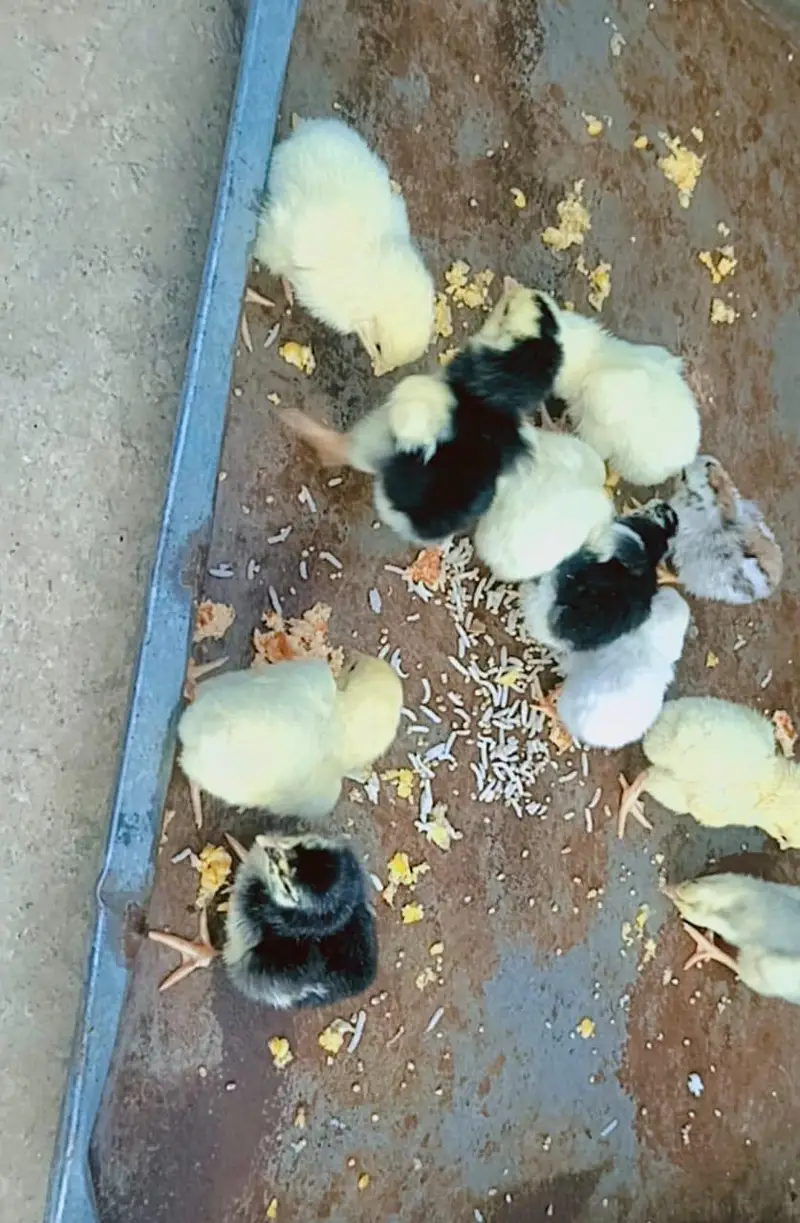 Hira Aseel Chicks (Paper White) — photo 7