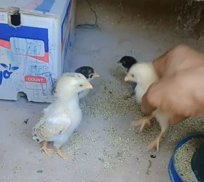 Hira Aseel Chicks (Paper White) — photo 8