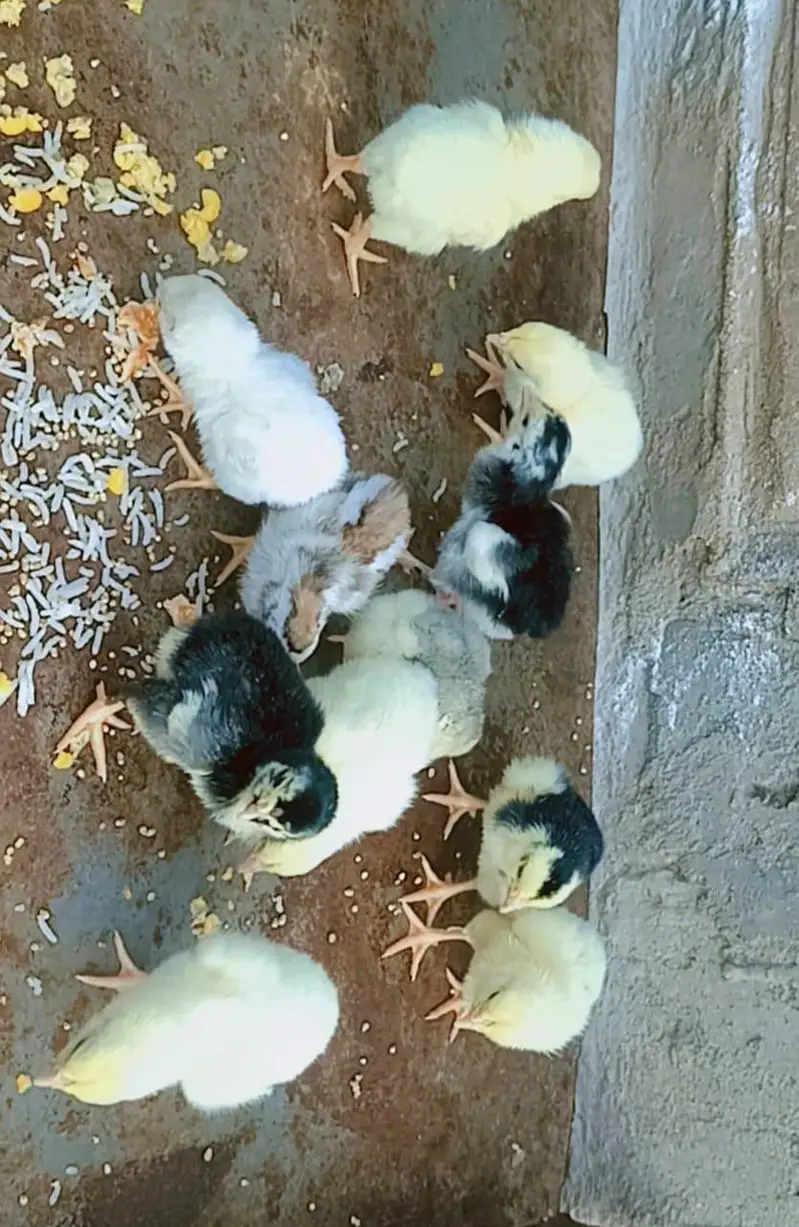 Hira Aseel Chicks (Paper White) — photo 11