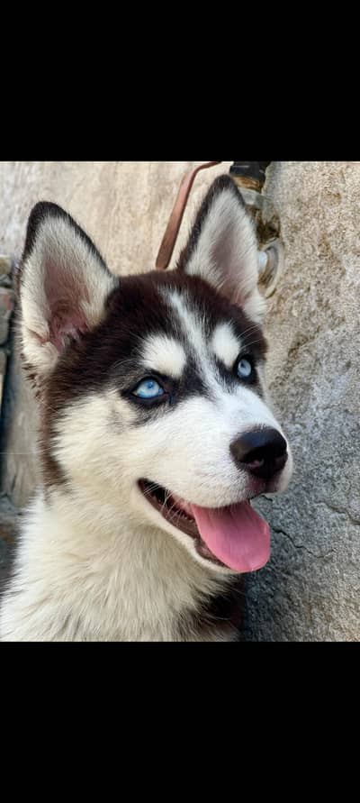 husky male dog standard cout