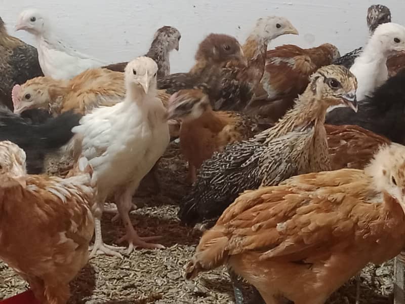 Desi chooza 2 months old fully active - Hens - 1108293761