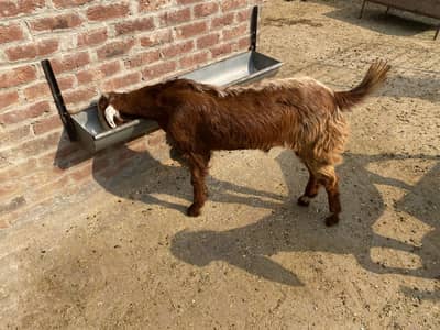 Bakra2027Madal