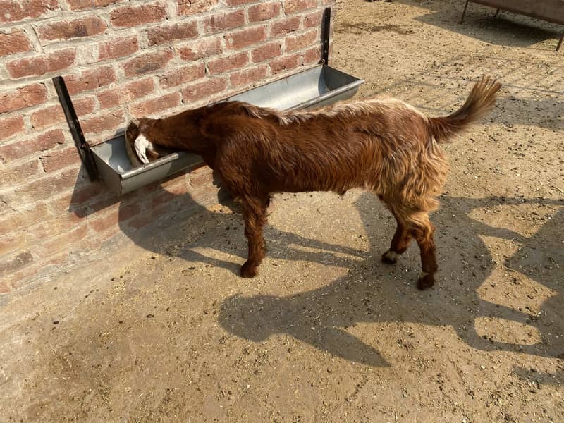 Bakra2027Madal 0