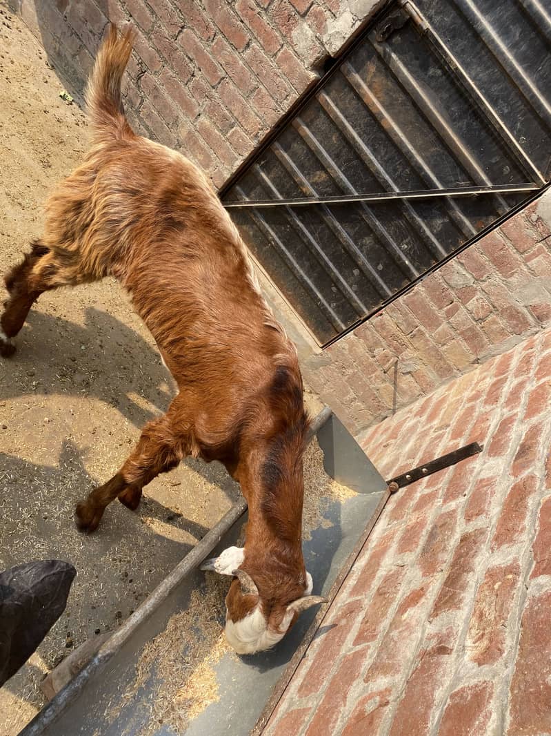 Bakra2027Madal 1