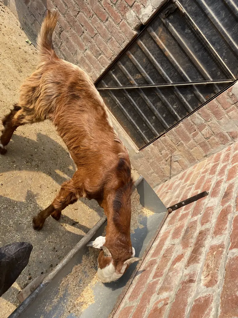Bakra2027Madal — photo 2