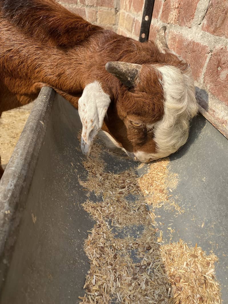 Bakra2027Madal 2