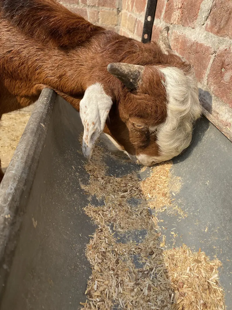 Bakra2027Madal — photo 3
