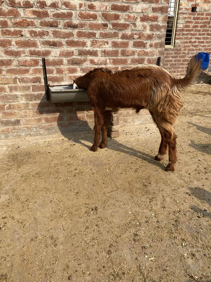 Bakra2027Madal 3