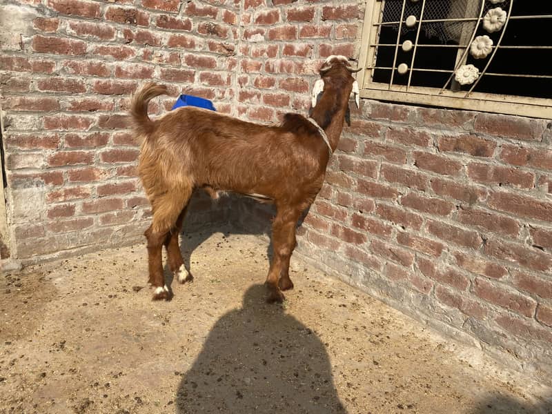 Bakra2027Madal 4