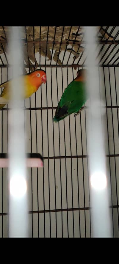 pale fellows visual and split