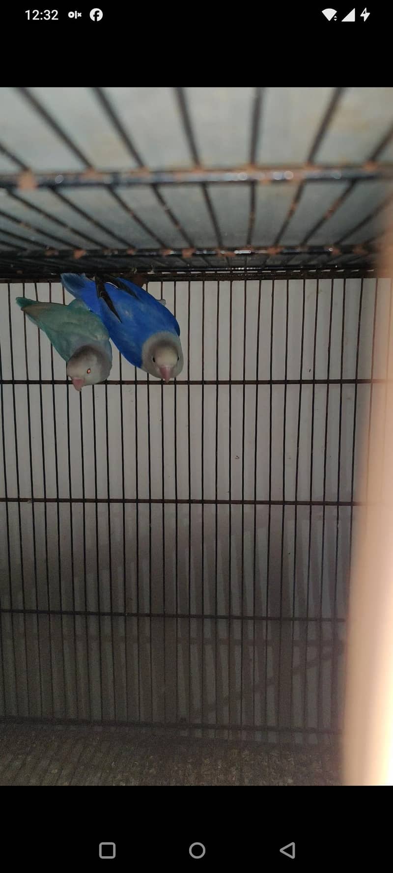 pale fellows visual and split 2