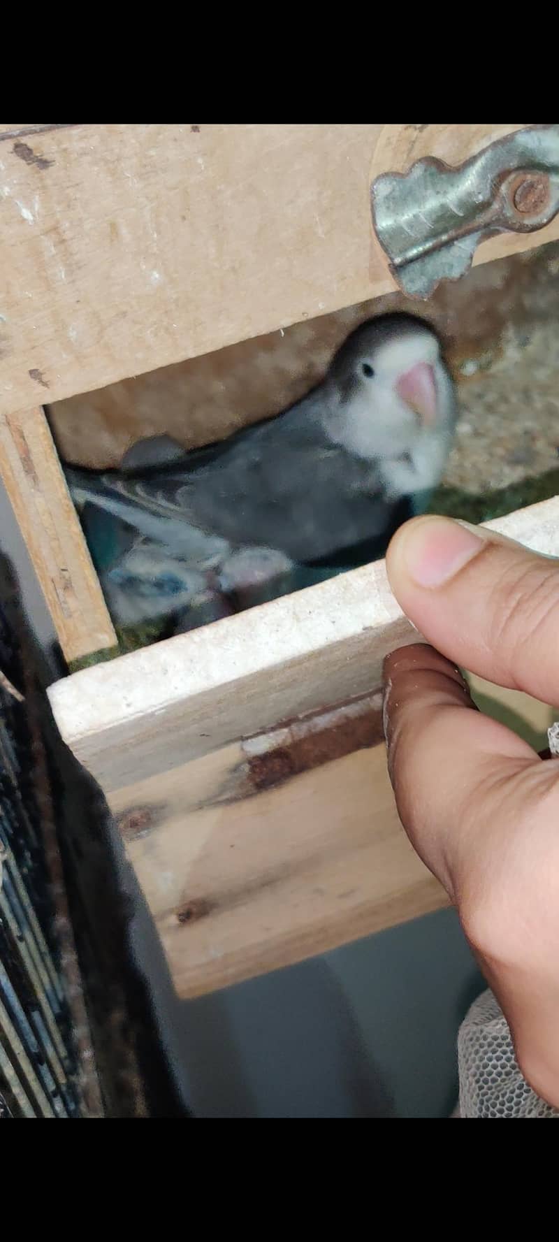 pale fellows visual and split 4