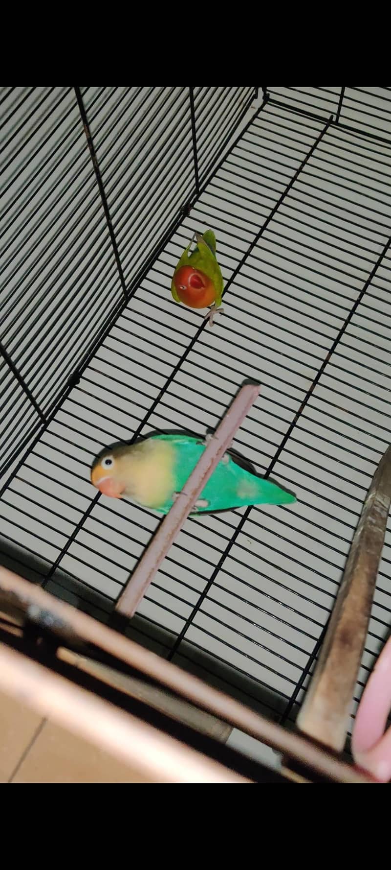 pale fellows visual and split 5