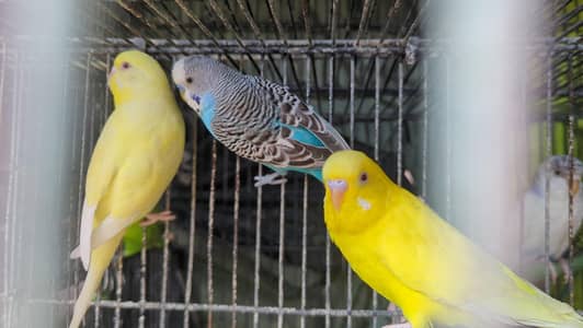 Australian budgies