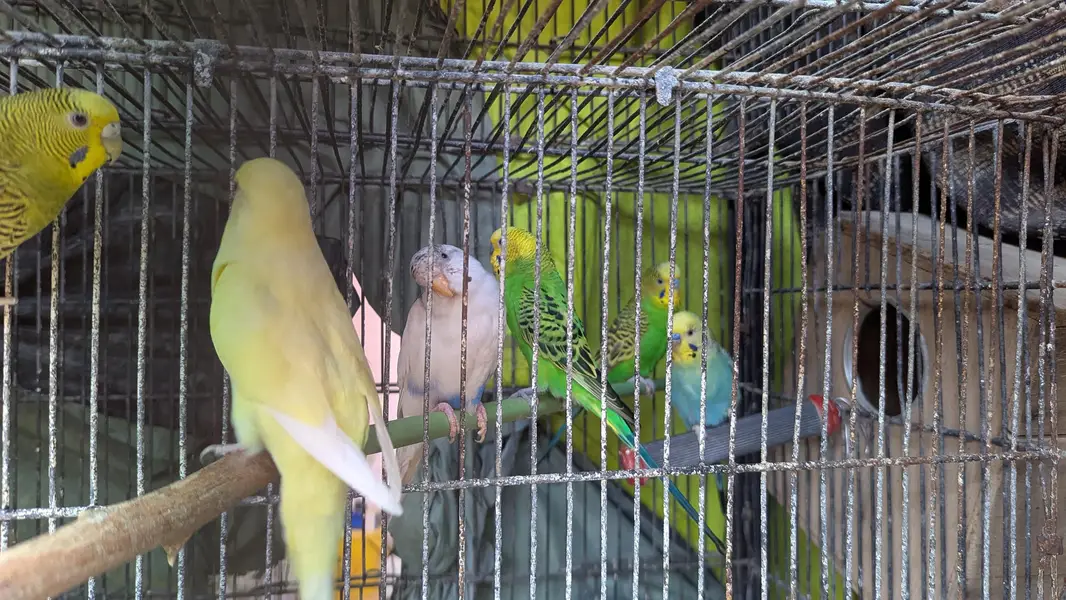 Australian budgies — photo 2