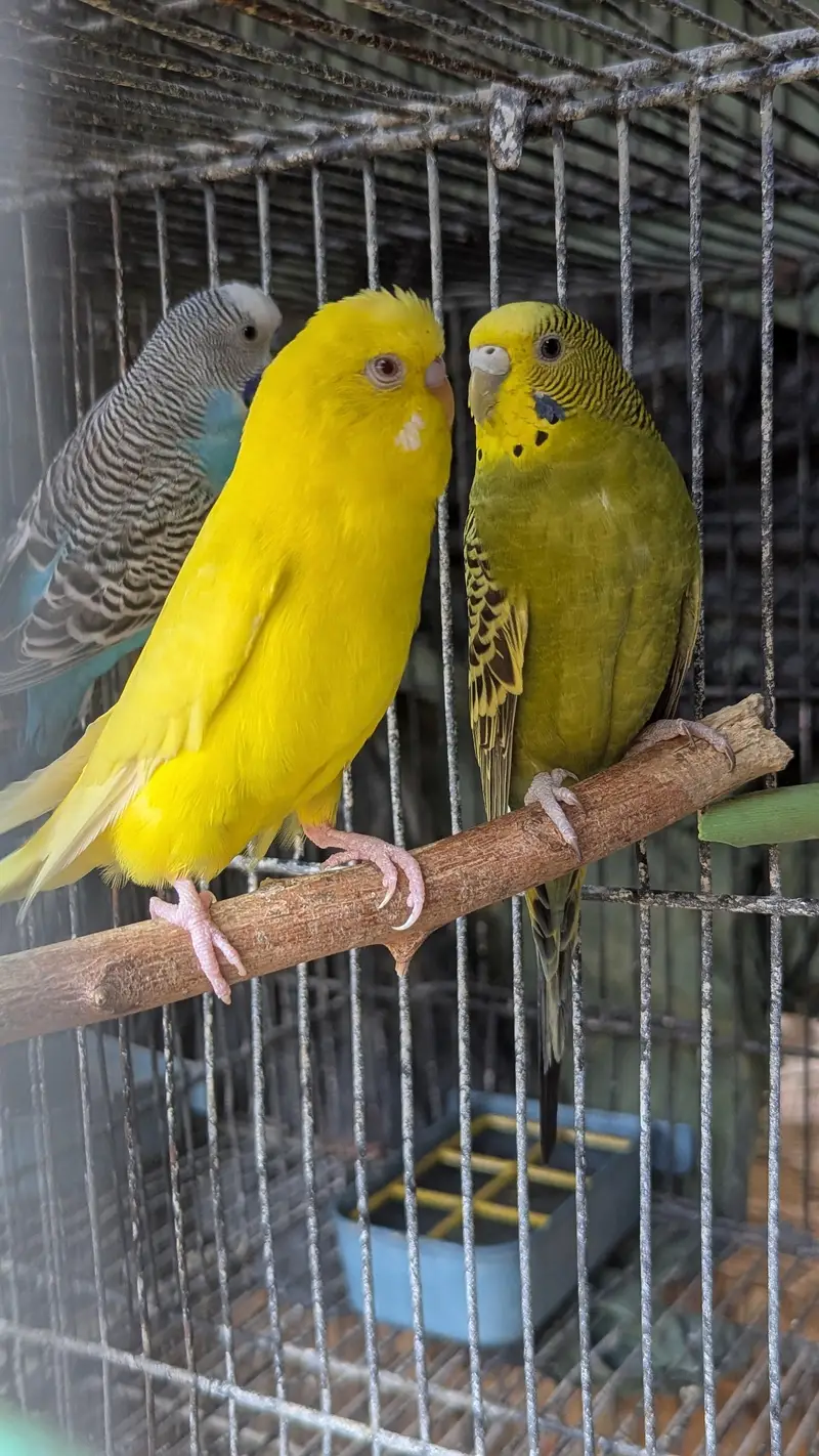 Australian budgies — photo 3