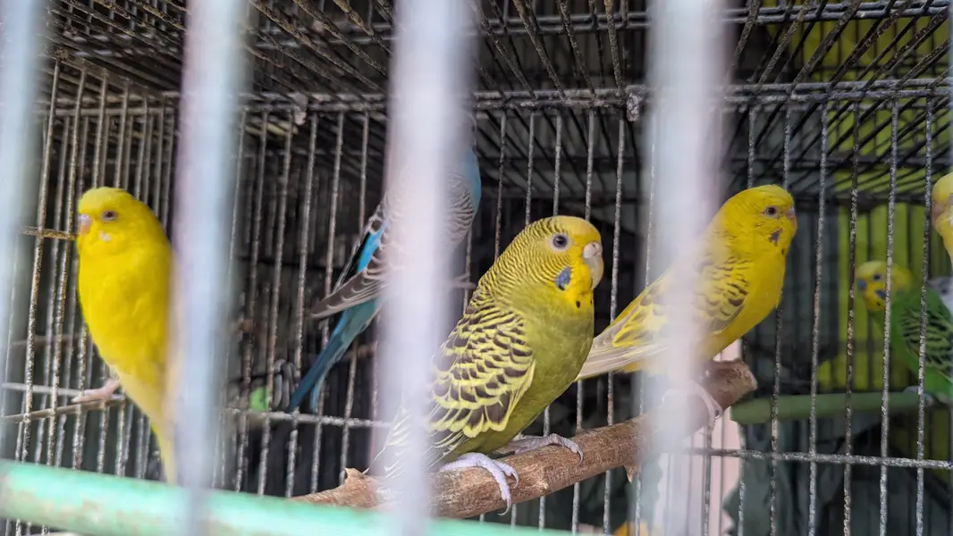 Australian budgies — photo 4