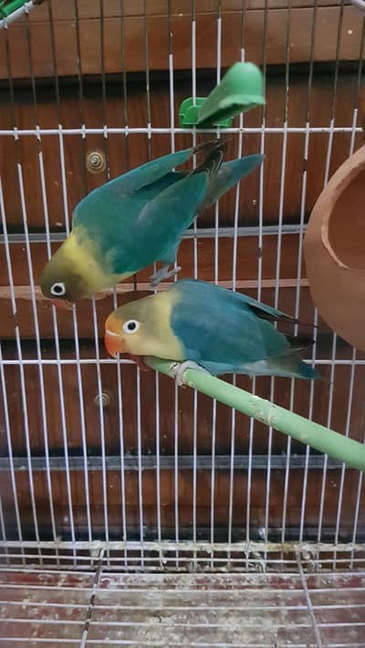 Lovebird Parrots