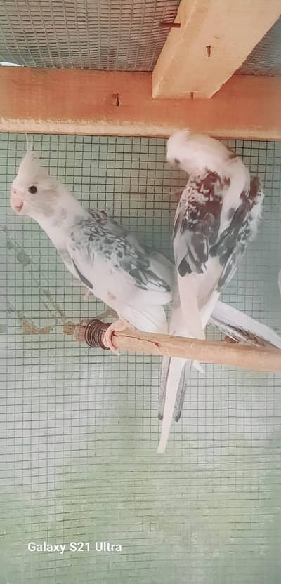 Eno Pearl Pied Cocktail Pair