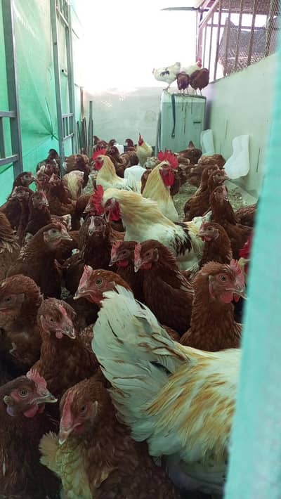 Lohmann Brown Female & Breeder Male & Brown Eggs