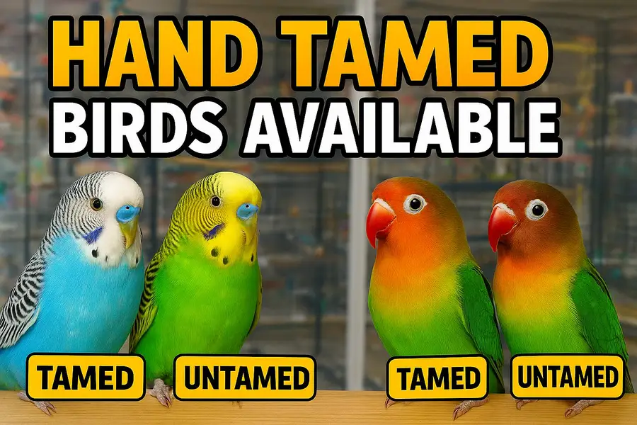 Hand Tamed Birds CockTail Love Bird Budgie Available Untamed/Tamed — photo 3