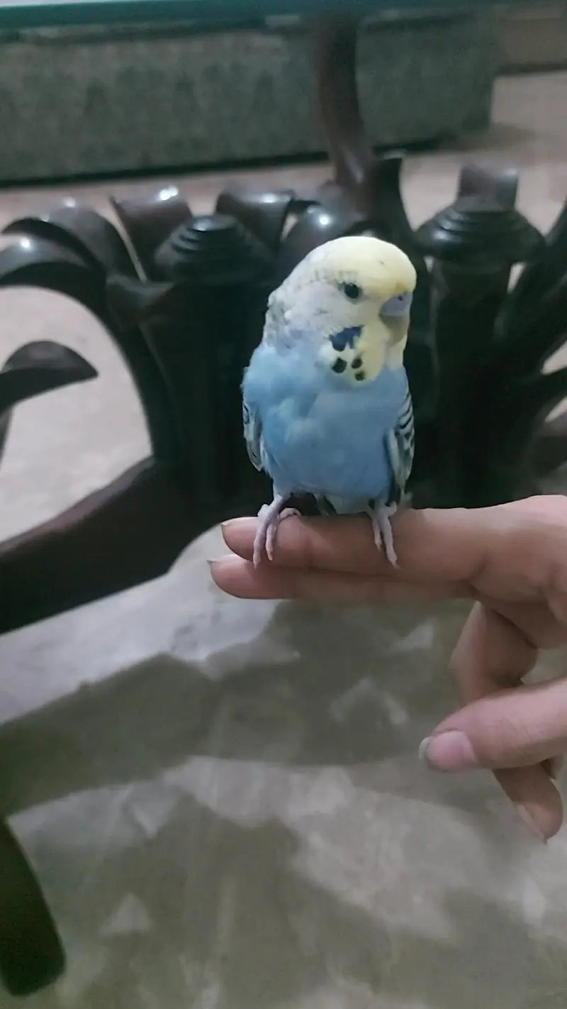 Hand Tamed Birds CockTail Love Bird Budgie Available Untamed/Tamed — photo 4