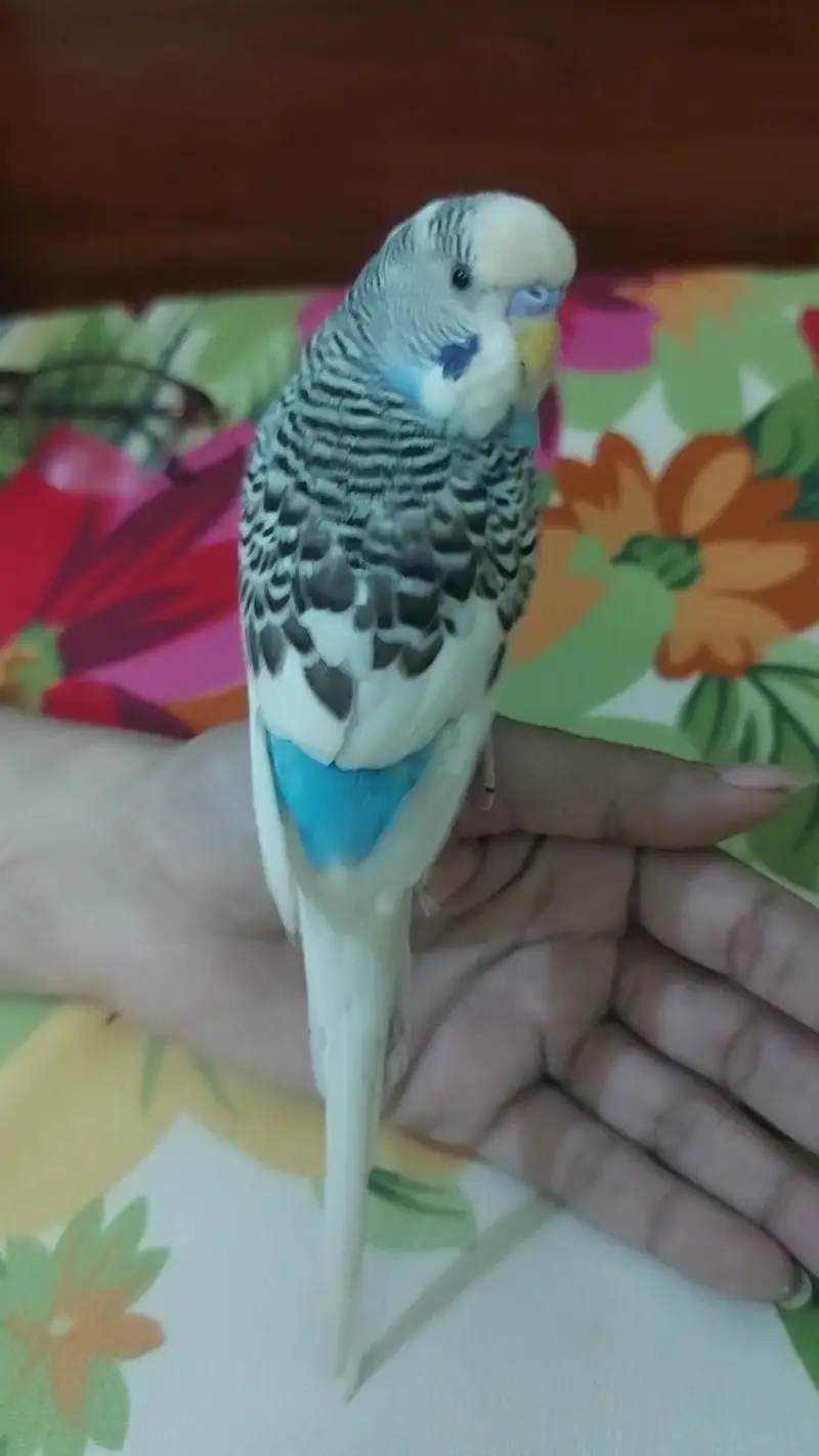 Hand Tamed Birds CockTail Love Bird Budgie Available Untamed/Tamed — photo 5