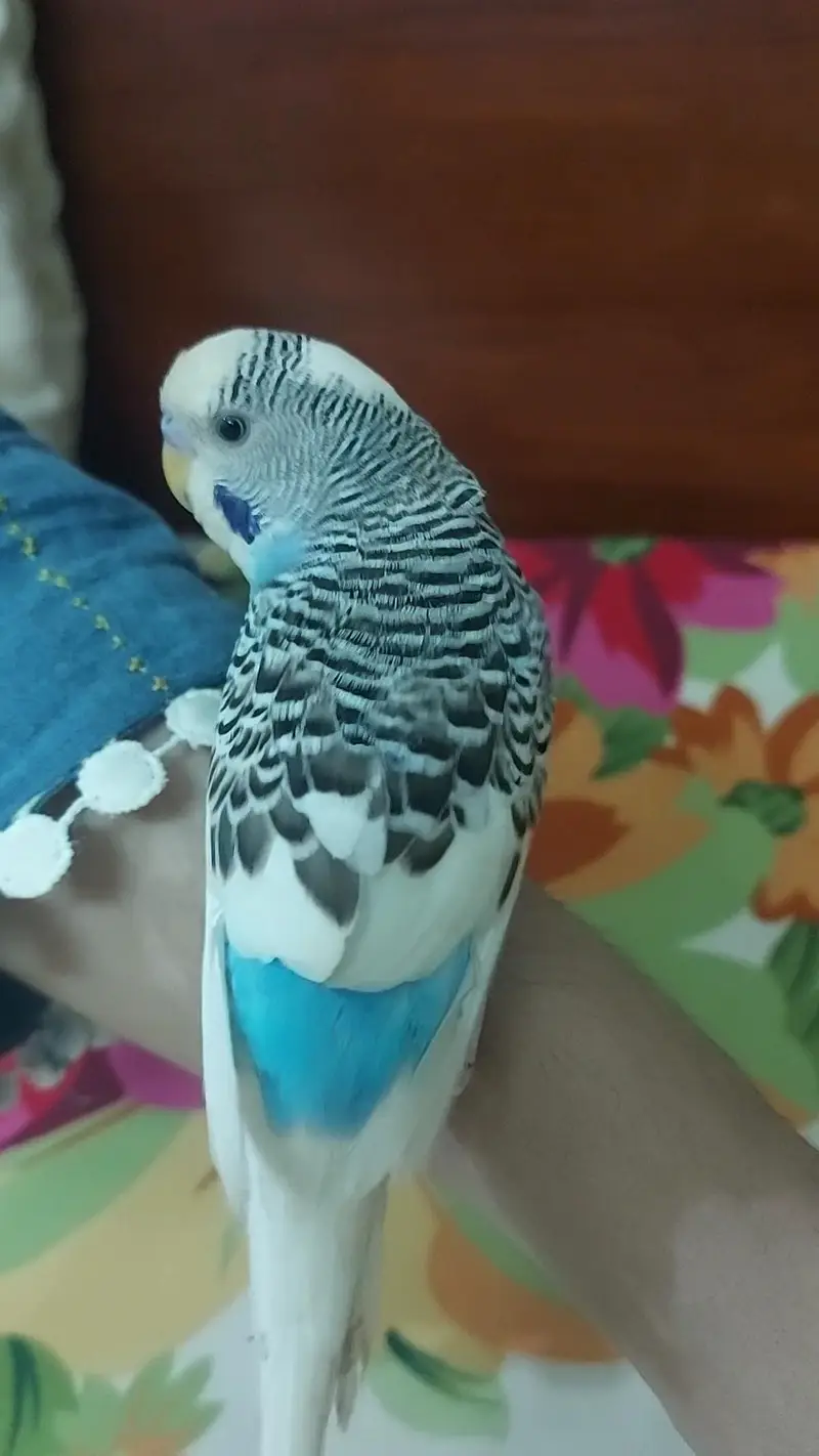 Hand Tamed Birds CockTail Love Bird Budgie Available Untamed/Tamed — photo 6