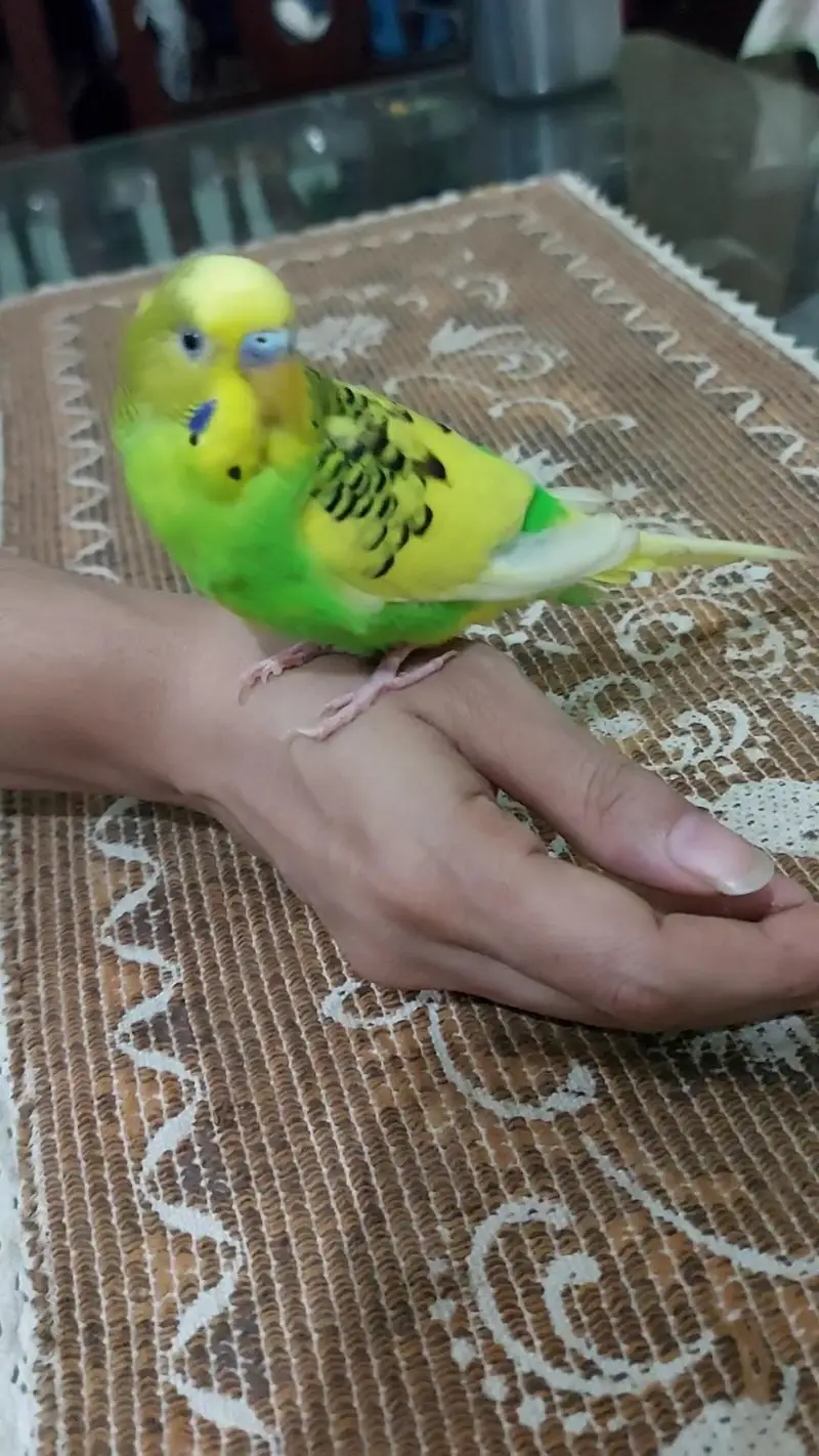 Hand Tamed Birds CockTail Love Bird Budgie Available Untamed/Tamed — photo 7