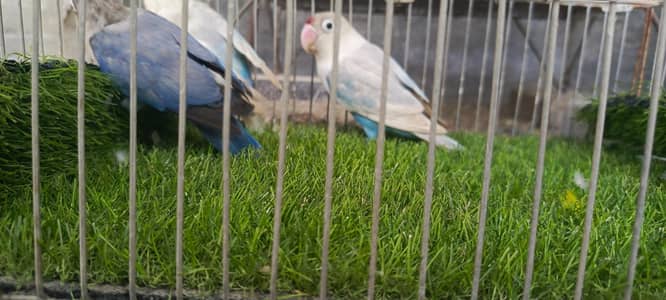 White Pistel split and Blue fishrii