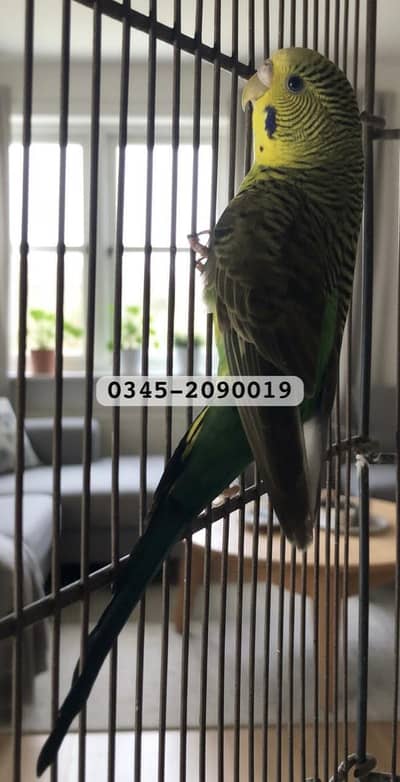 fallow black wing Bw pairs & Fellow Hogo Male