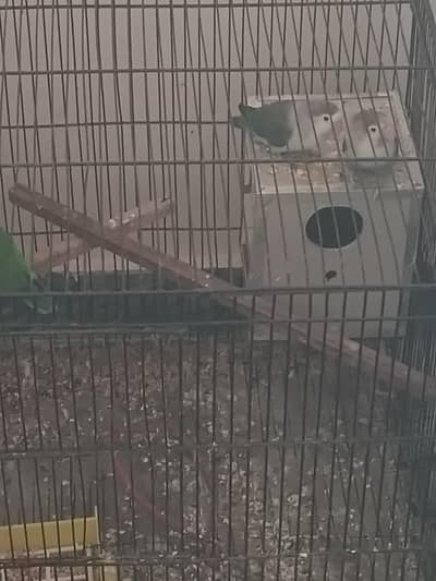 Love Birds Breeder Pairs