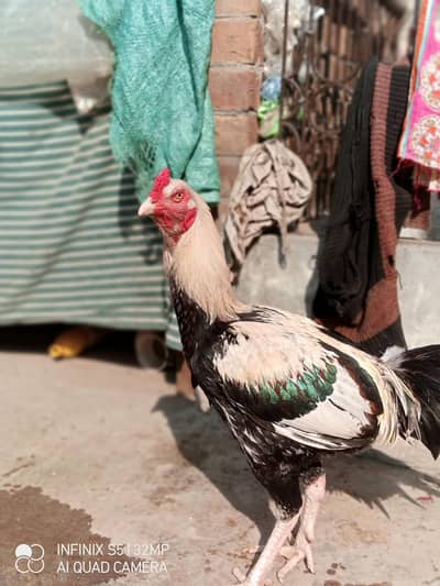 Pure Aseel Jawa Murga