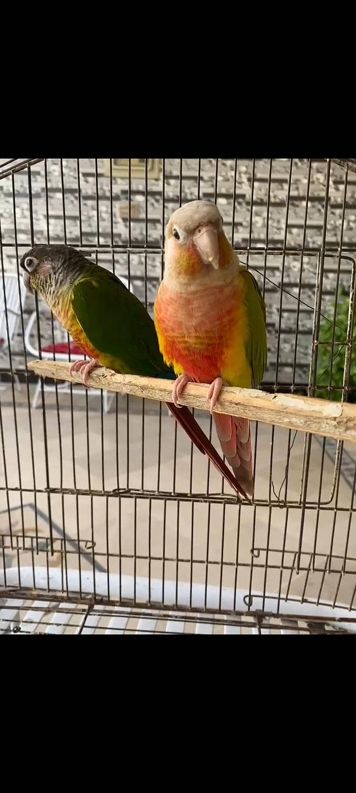 Red factor Conure pair with DNA ready to breed 0