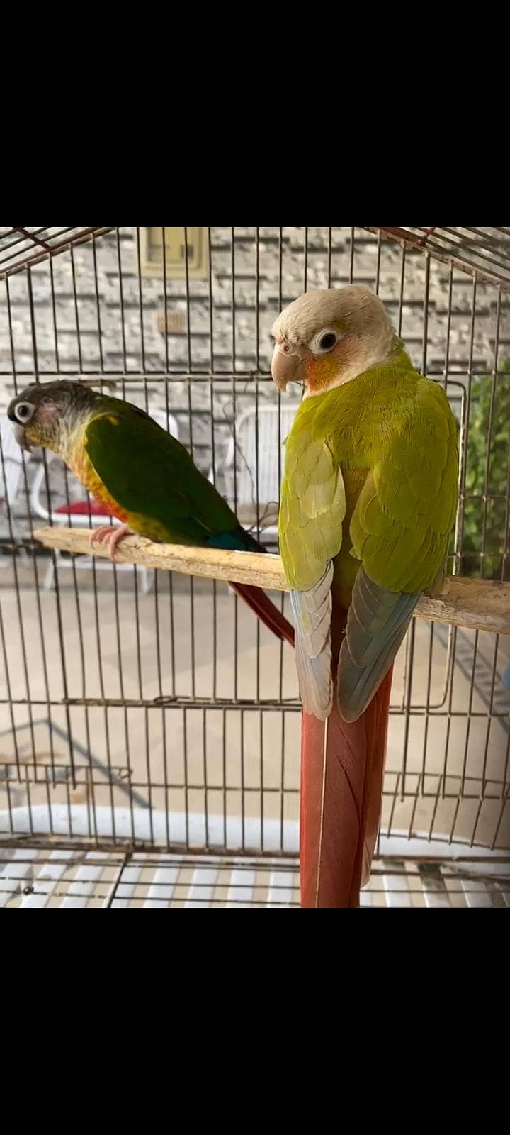 Red factor Conure pair with DNA ready to breed 1