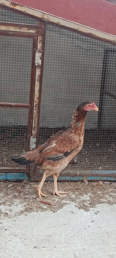 Aseel Hen for Sale