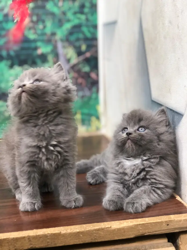 cash on delivery available Persian Punch face triple coat cat Kitten — photo 9