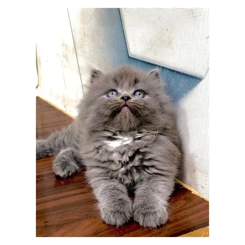 cash on delivery available Persian Punch face triple coat cat Kitten — photo 3