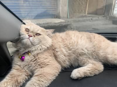 Cat for sell only serious buyers contact