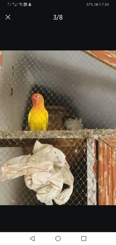 love bird pair male Latino spilt red eye female albino red eye