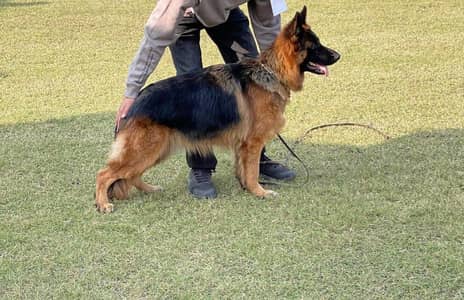 German Shepherd Female