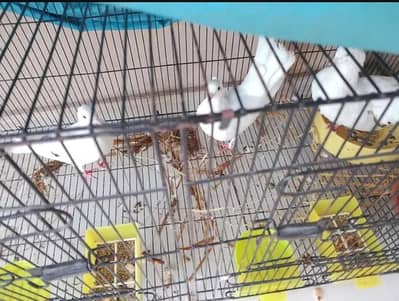 kabotar 1 male and 2 female