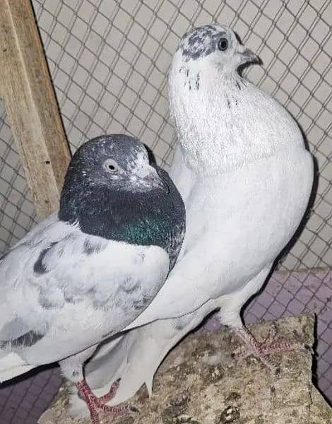 fancy pigeon/ghubra pigeon 4